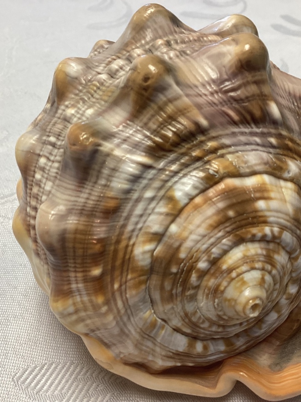 BEAUTIFUL Vintage Italian LARGE Hand Carved Cameo Conch Shell MINT CONDITION - Picture 8 of 10